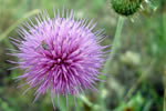 Texas Thistle